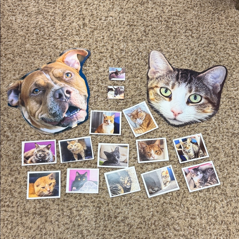 Animal Face Cutouts and Photo Collection